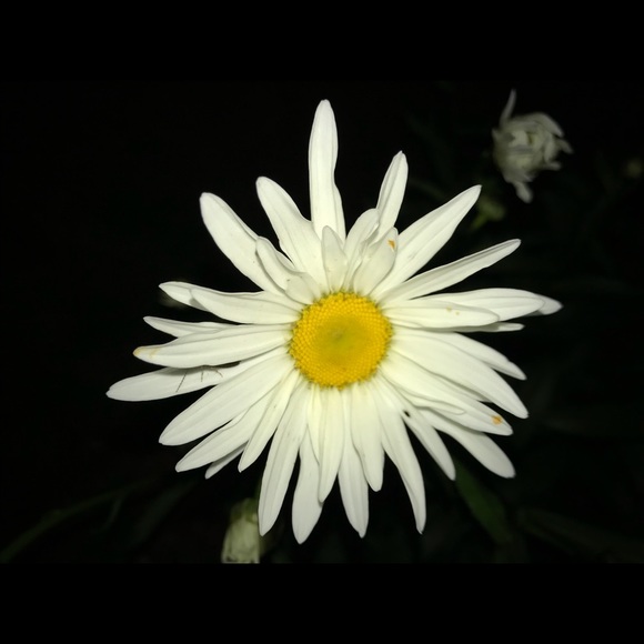 Meet your Posher, Joan - Picture 1 of 1